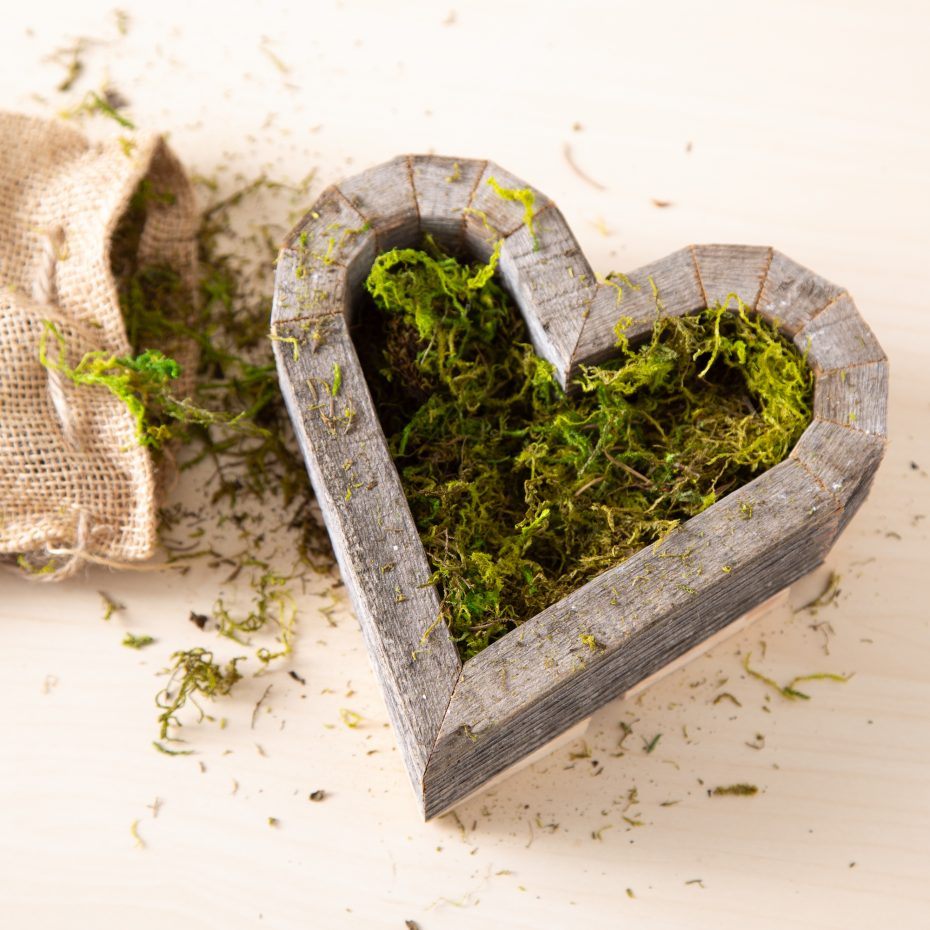 preparing wooden heart box soil moss diy kit