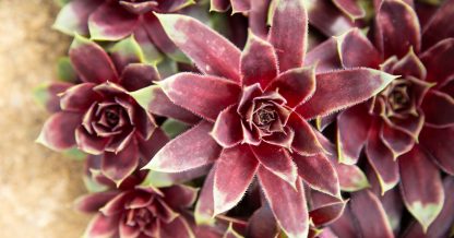 cold hardy succulents choose plants grow well in your climate