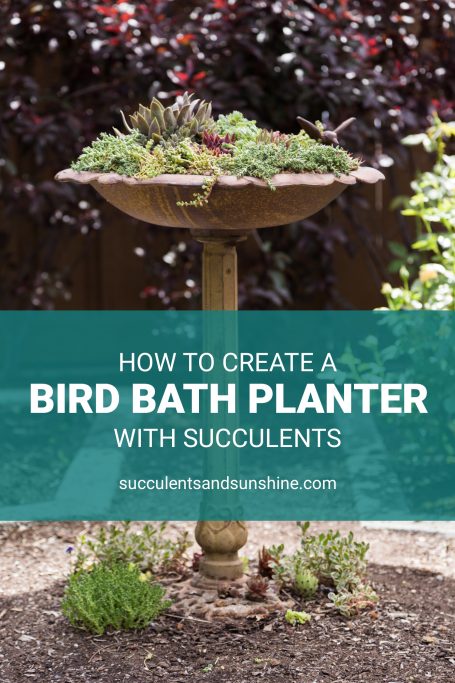 how to plant succulents in a bird bath planter sedums cold hardy