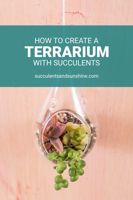 how to make a succulent terrarium