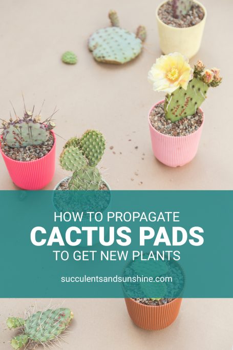 how to propagate cactus pads to get new plants opuntia