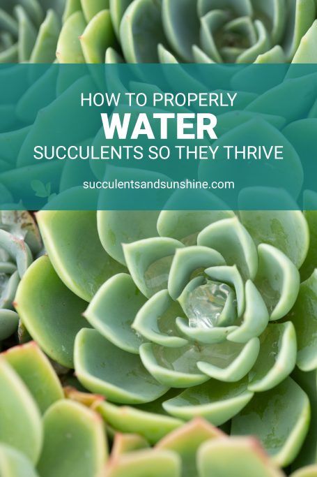 learn the watering method to keep succulents alive and thriving