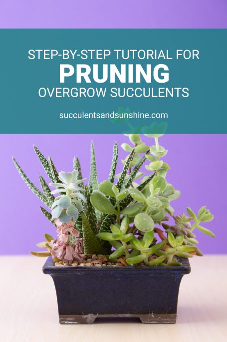 step by step tutorial for overgrown succulent arrangements