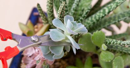 pruning succulents sharp scissors echeveria overgrown arrangement