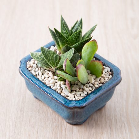 how to properly water indoor succulents so they thrive crassula gasteraloe gasteria