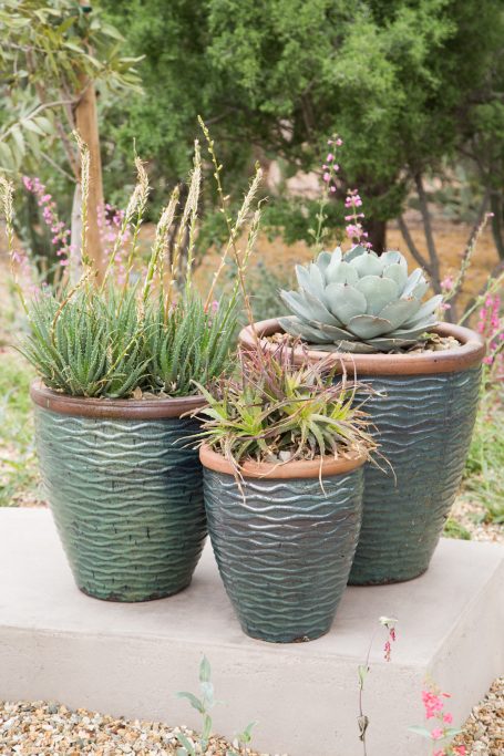 tips for watering outdoor succulents agave aloe