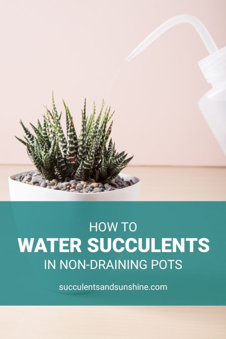 watering succulents non-draining pot prevent over watering squeeze bottle