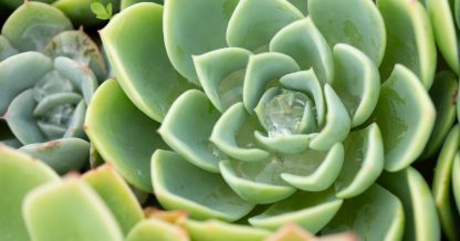 how to water succulents properly indoors outdoors