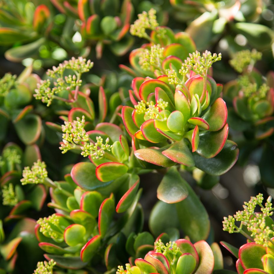 brightly colored crassula ovata hummel's sunset golden jade sun stress