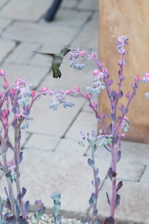 hummingbird succulent flowers