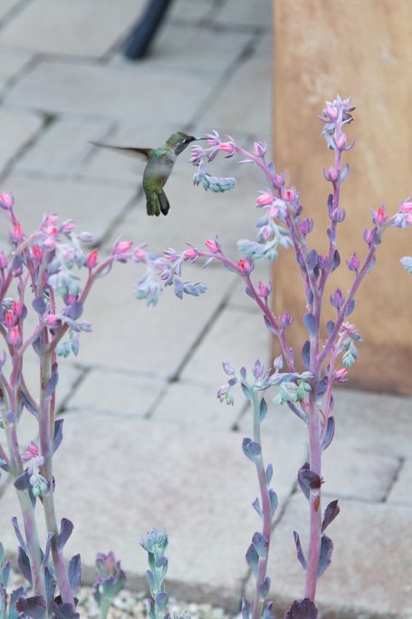 hummingbird succulent flowers