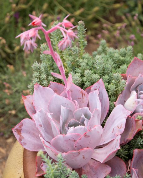 blooming echeveria afterglow flower purple red succulent