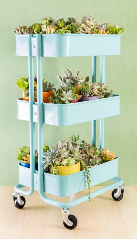 succulents in blue ikea raskog cart