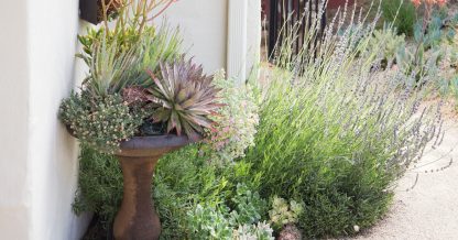 beautiful plants in this small california succulent garden