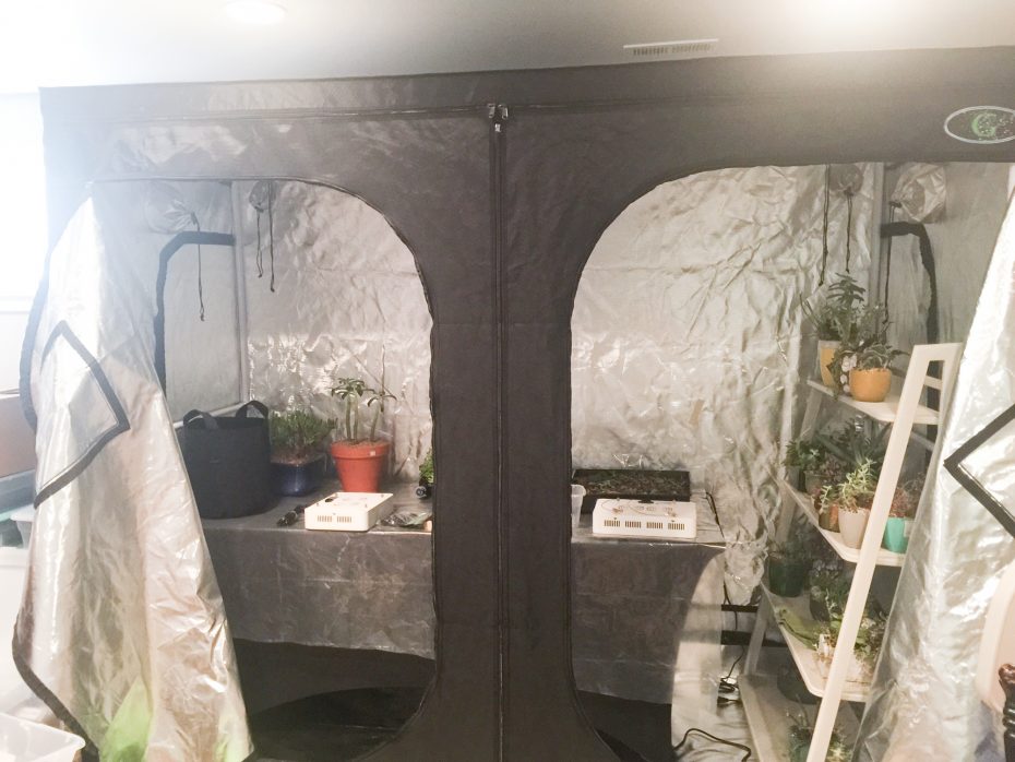 Grow Tent For Indoor Succulents What Do You Need To Know Succulents And Sunshine