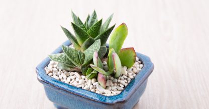 tips for indoor succulent care