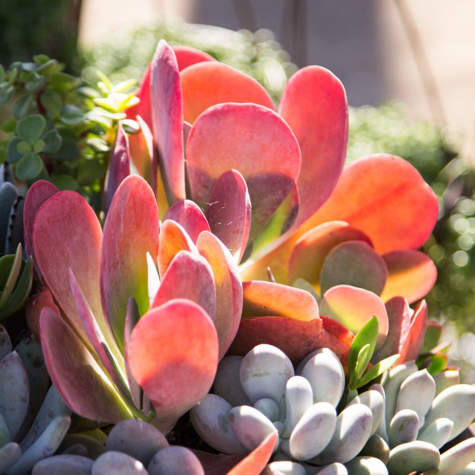 bright red orange kalanchoe luciae flapjacks poisonous