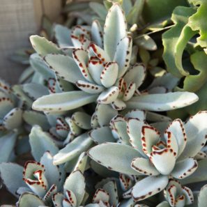 kalanchoe tomentosa panda plant sherman gardens