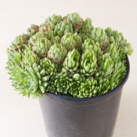 buy succulents with lots of chicks in one pot for most value