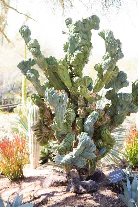 desert botanical garden dinosaur back cactus large lots of branches