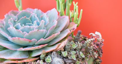 bright colored succulent arrangement design tips echeveria crassula