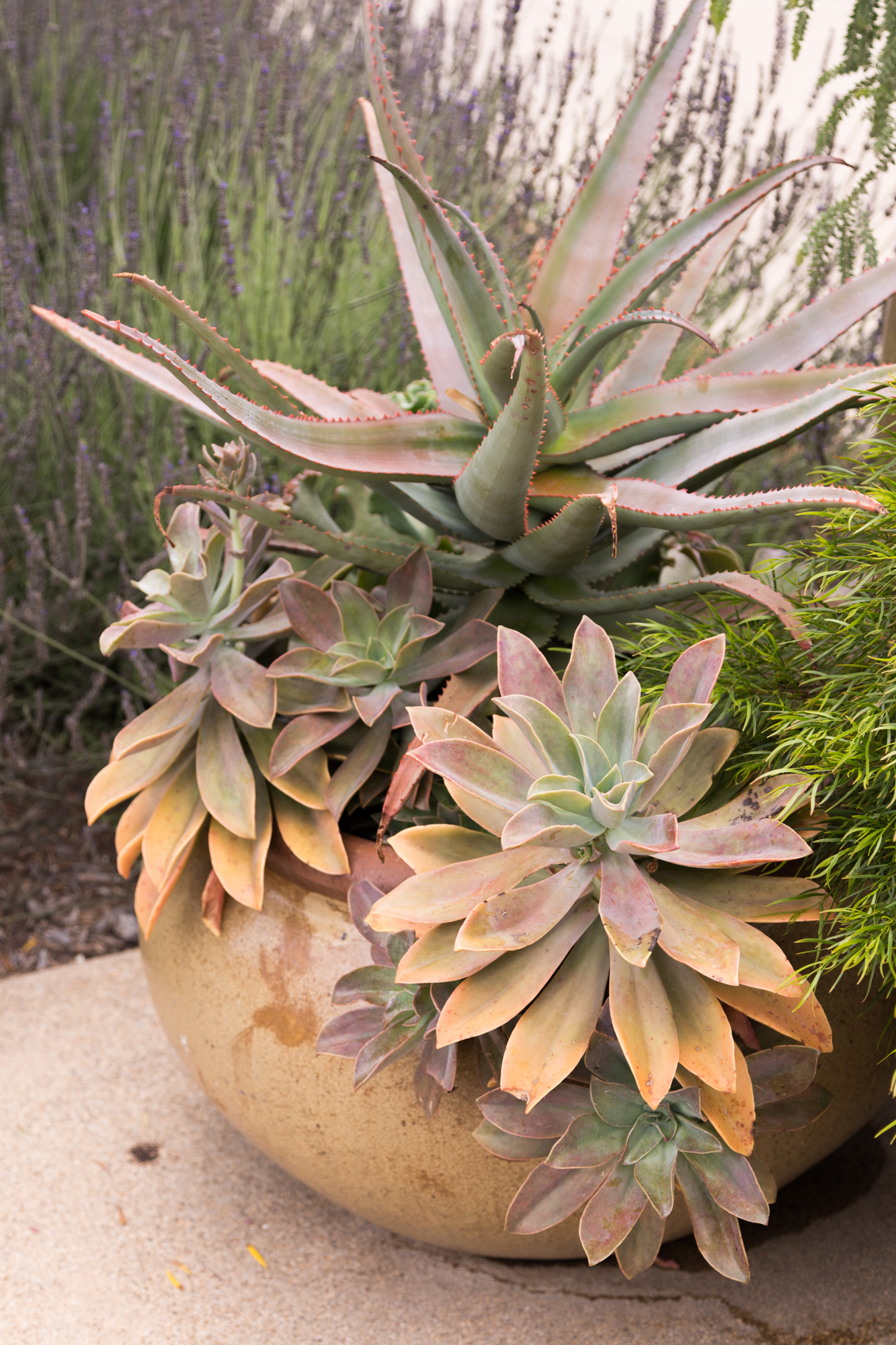 large potted succulent arrangement huntington gardens