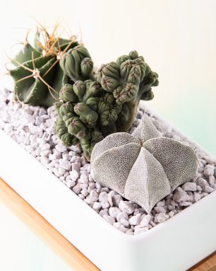 leaf and clay succulents