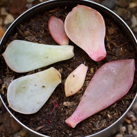 leaves removed for succulent propagation