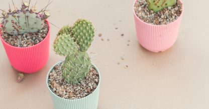 potted opuntia cactus pads how to propagate