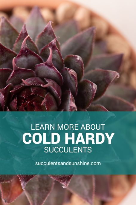 learn more about cold hardy succulents sempervivums