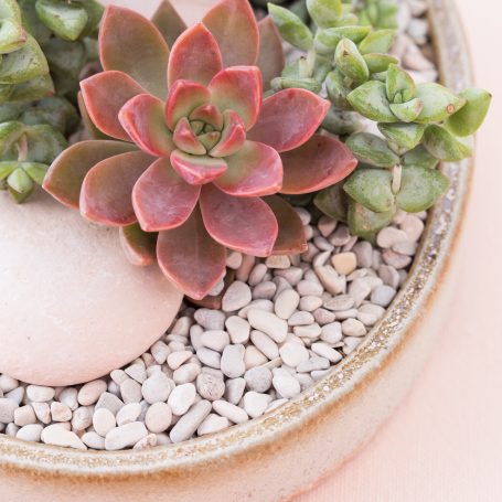 light pastel top dressing succulents