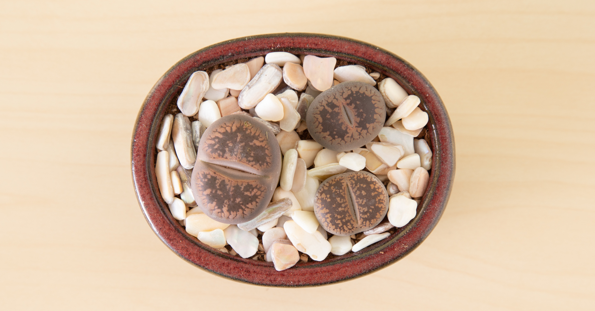 brown lithops white top dressing succulents