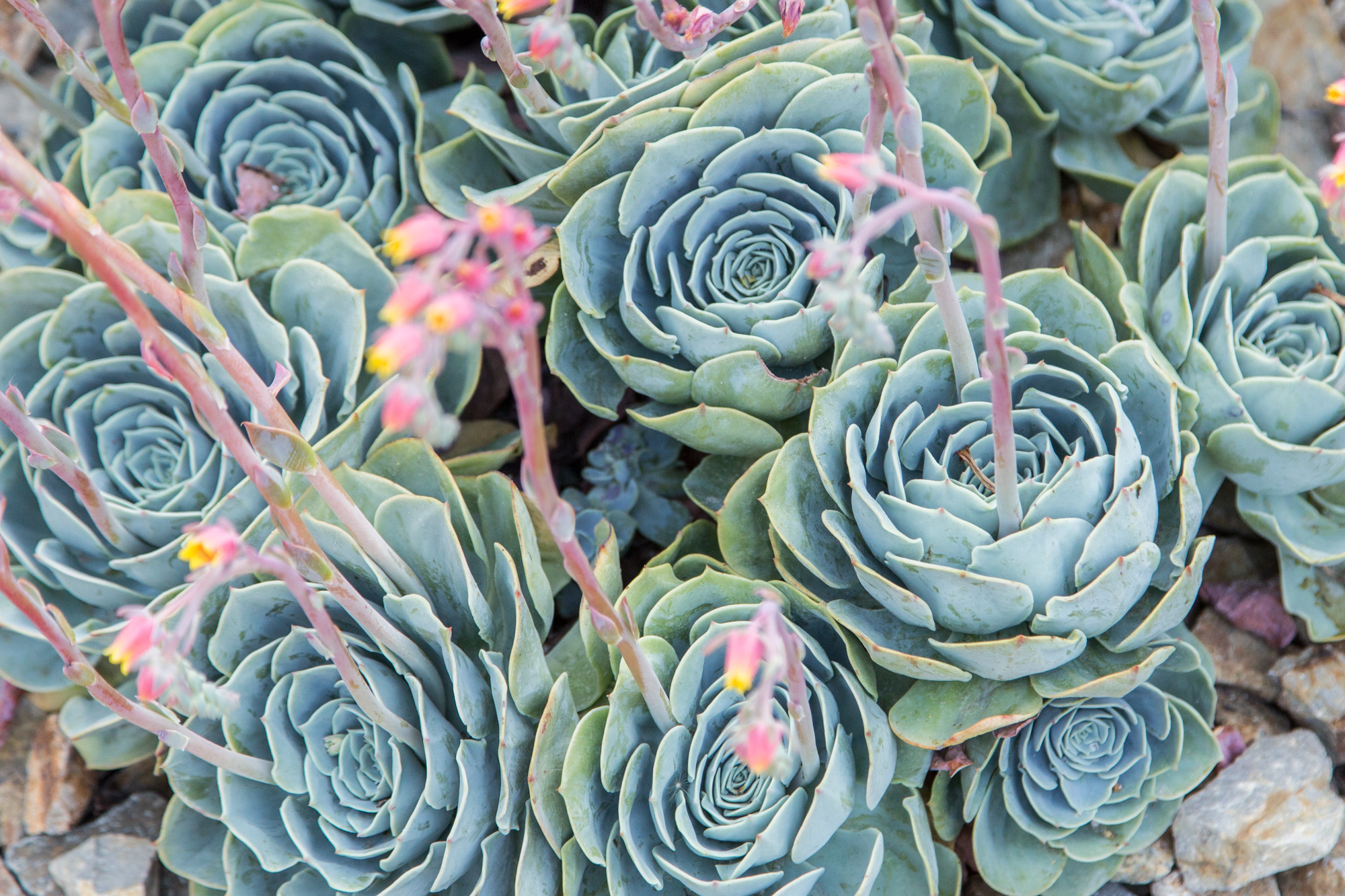 lots of echeveria imbricata