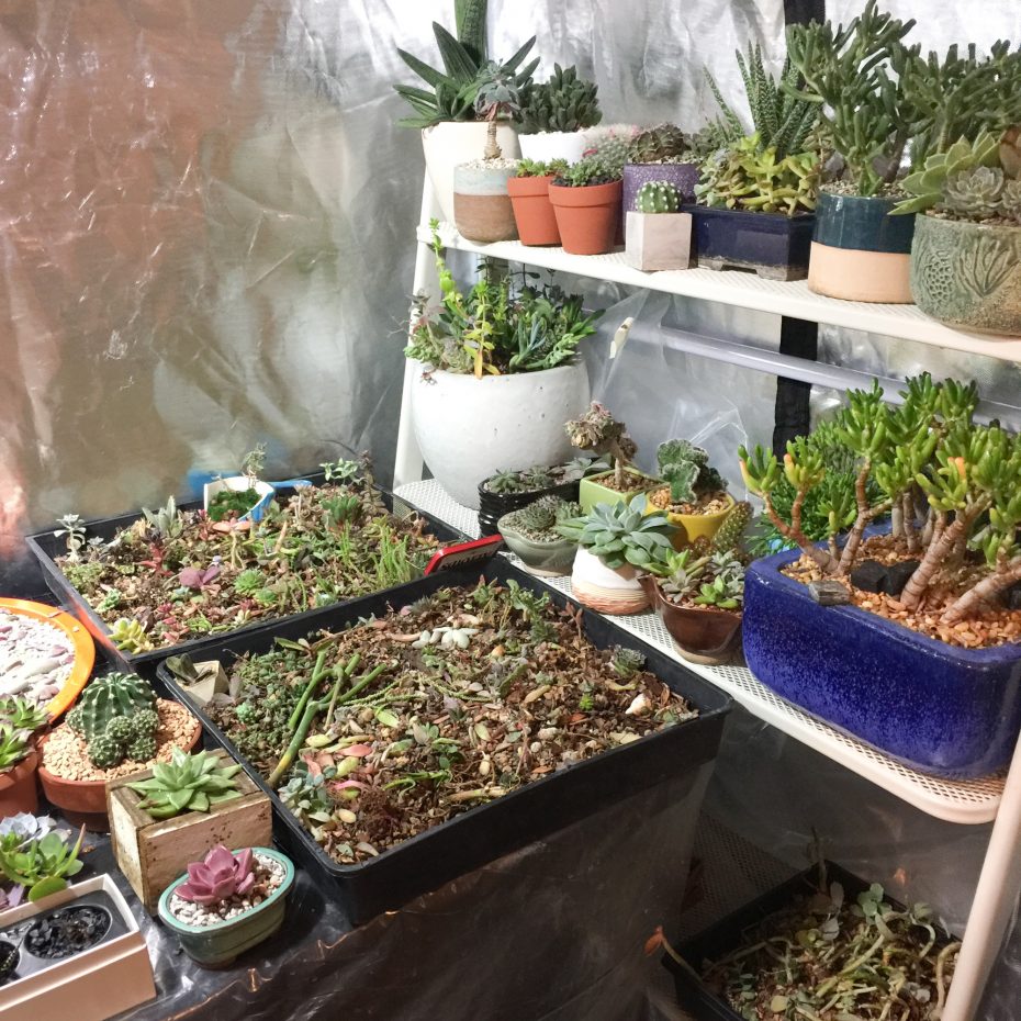 lots of succulents in grow tent