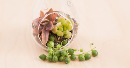 make a succulent terrarium