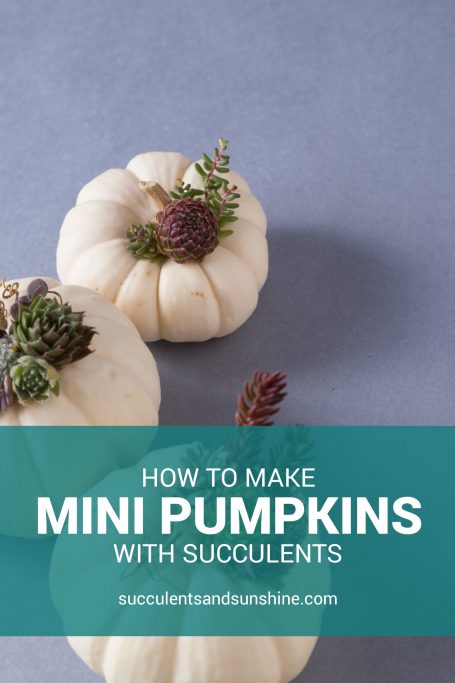 make mini succulent topped pumpkins