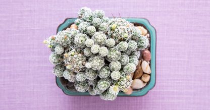 mammillaria gracilis fragilis cactus tiny white flowers