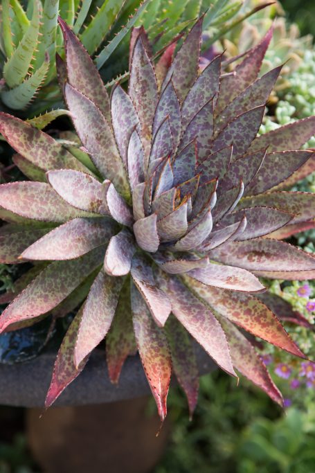 mangave bloodspoot small succulent garden california