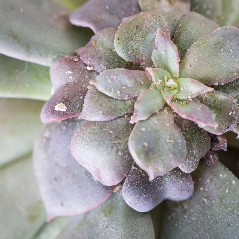 mealy bug infestation purple succulent close up treat