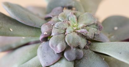 get rid of mealy bugs infestation succulents