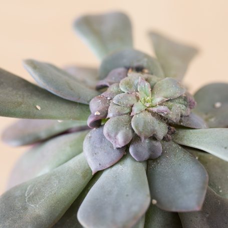 mealy bugs on succulents