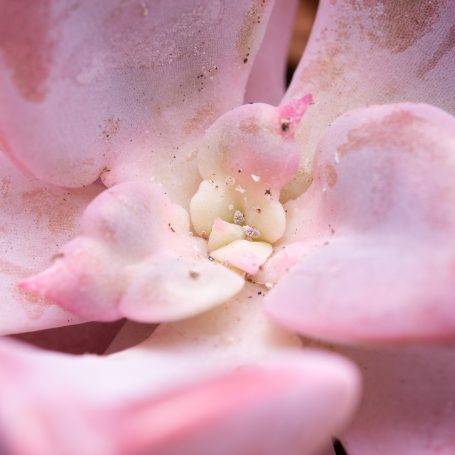 graptoveria debbie mealy bug infestation close up