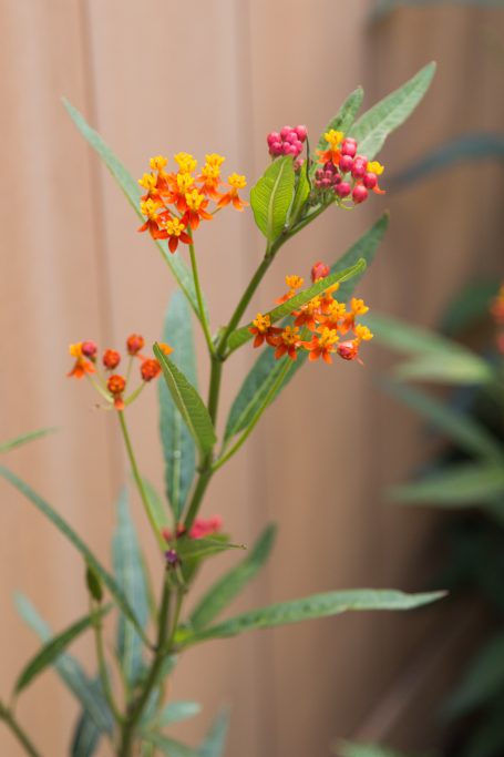 milkweed bush for butterflies