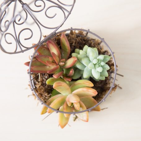 mini succulent birdcage garden