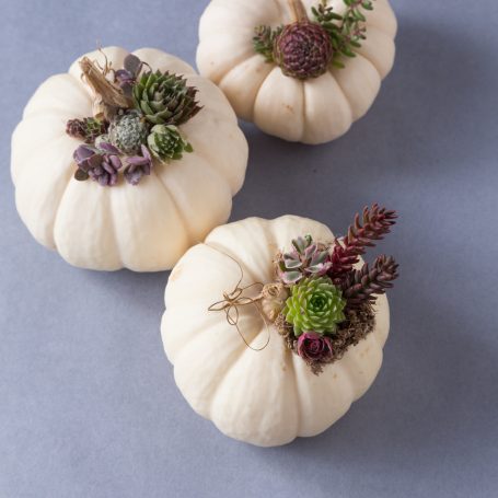 miniature white pumpkins topped with succulents