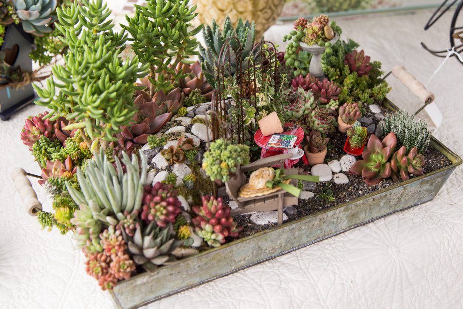 tiny succulent fairy garden centerpiece haworthia sedum sempervivum crassula