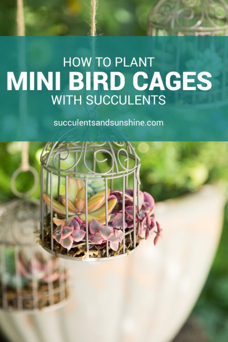 minibirdcages pinnable template