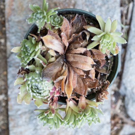 monocarpic sempervivum