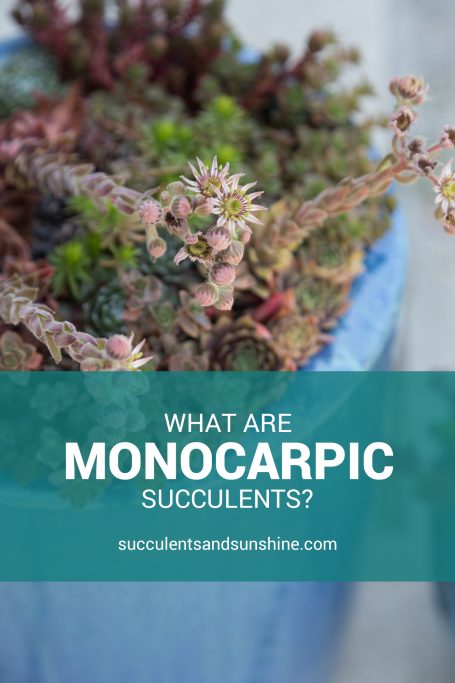 monocarpic sucuclents