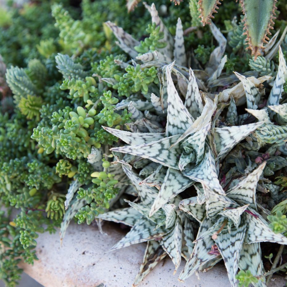 stunning succulent arrangement tips monochromatic green white succulents